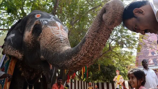 சென்னையில் கோயில் யானையின் ஆசிர்வாதத்தை பெறும் மக்கள்.