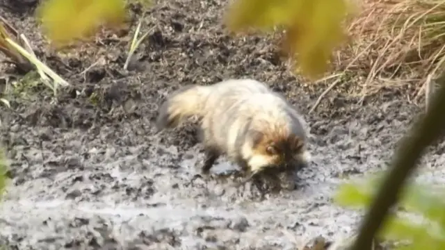 จิ้งจอกแร็กคูน