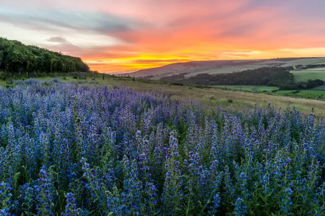Viper’s Bugloss at Sunrise by John Glover