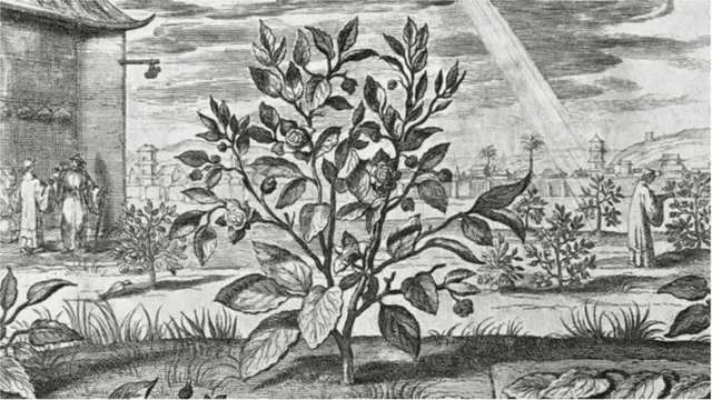 టీ దొంగతనం