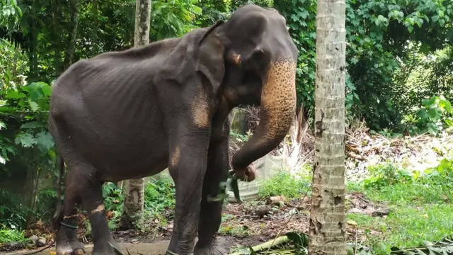 டிக்கிரி யானை.