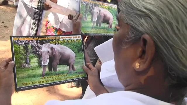 ගල්ගමුවේ දළ පුට්ටුවා