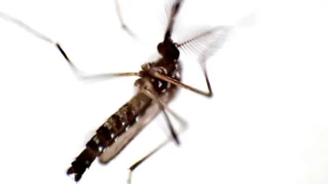 এডিস মশা