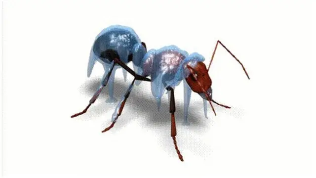 动物世界（图片来自美国国家地理杂志网站）