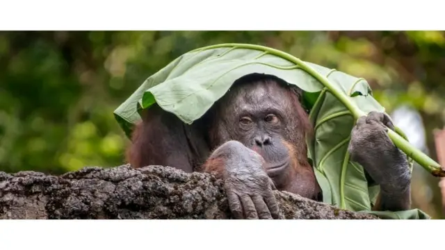 орангутанг