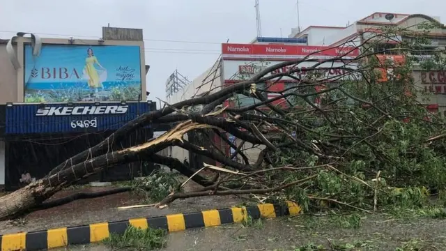 కూలిన చెట్లు