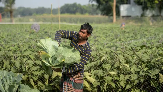 আগের তুলনায় বাংলাদেশে এখন শাক-সব্জির উৎপাদন বৃদ্ধি হয়েছে।