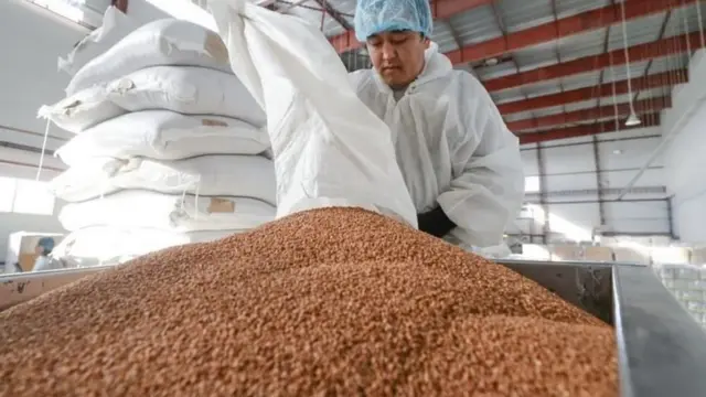 гречка