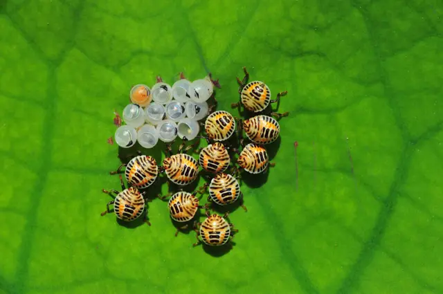 Band of Brothers by Minghui Yuan