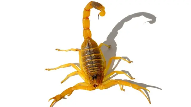 Желтый скорпион (Leiurus quinquestriatus)