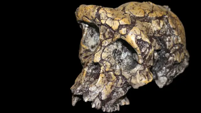 A skull of Sahelanthropus tchadensis