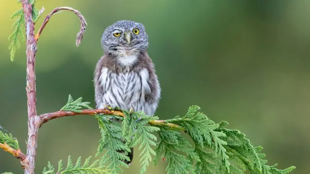 Baykuş