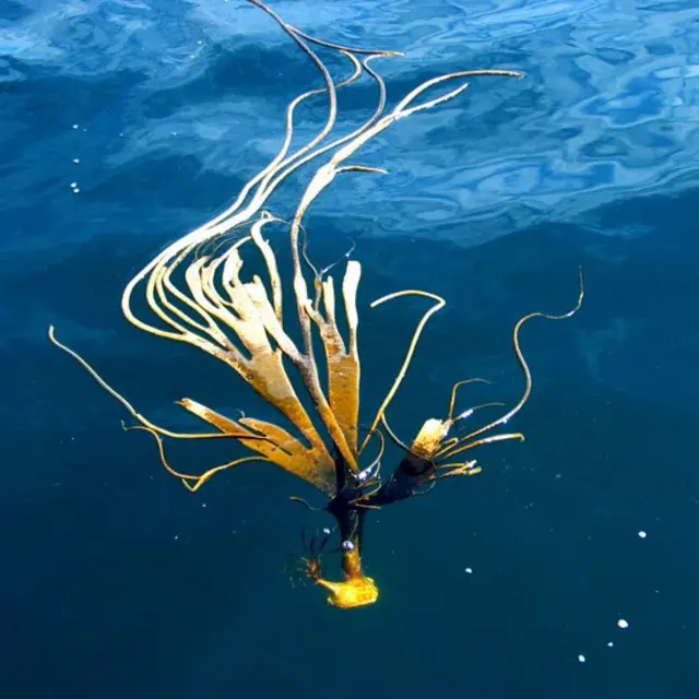 Alga hallada en la Antártica flotando en el mar