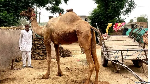 ਊਠਾਂ ਨਾਲ ਖੇਤੀ