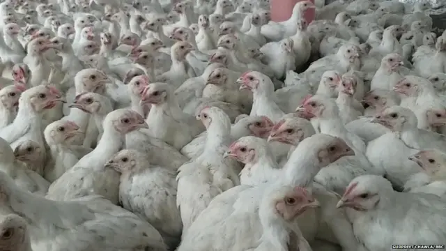 ਪੌਲਟਰੀ ਕਿਸਾਨ ਤੇ ਕਾਰੋਬਾਰੀ