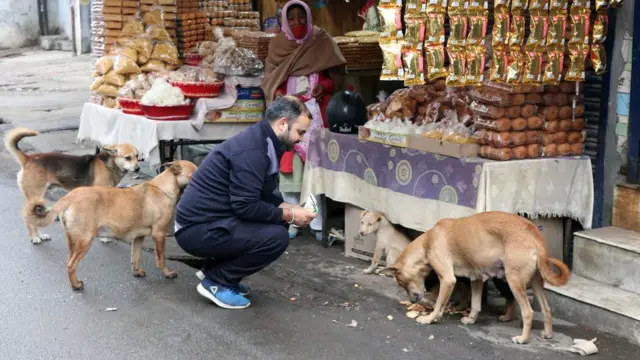 आवारा कुत्ते