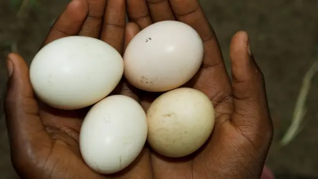 Des oeufs dans deux mains