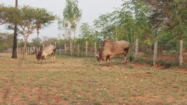 வளர்ப்புக் காளைகள்