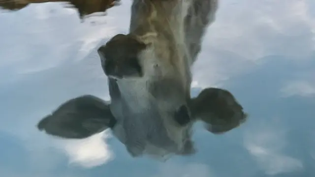 எதிர்மறை அணுகுமுறை