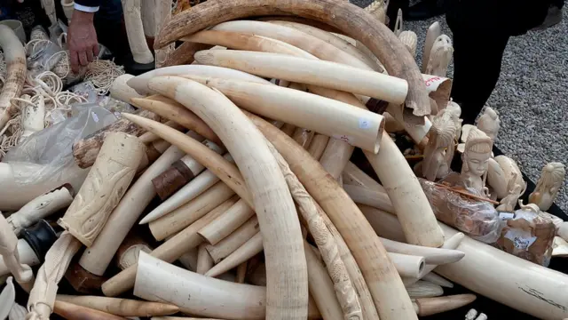 யானைகள் தந்தம்