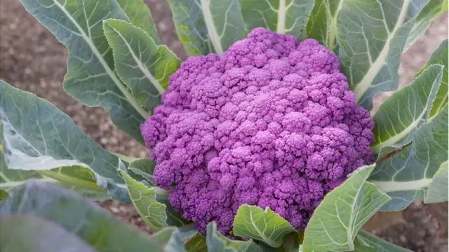 বেগুনি ফুলকপি