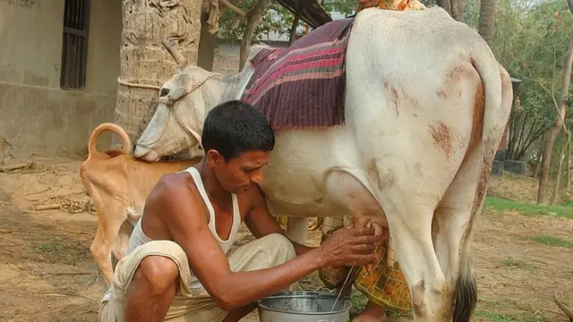 ২০০৮ সালে, গাজীপুরের কালীগঞ্জে কৃষক গরুর দুধ বের করছে।