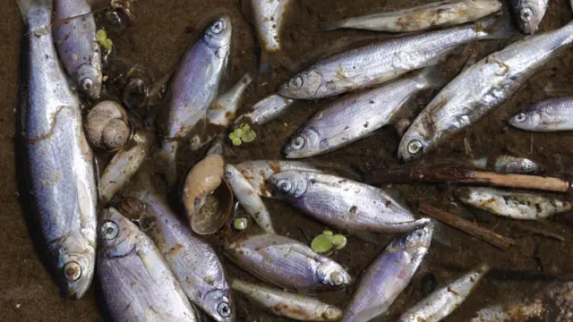 Peixes mortos no rio Oder.