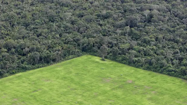 Desforestación para plantaciones de soya en Brasil