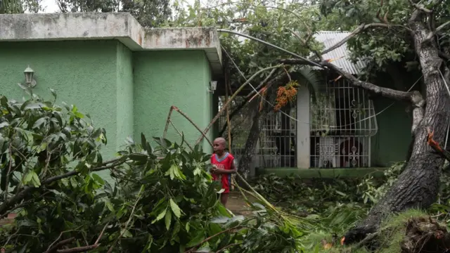 Arboles sobre una casa