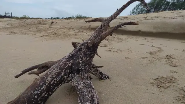 குருசடை தீவு