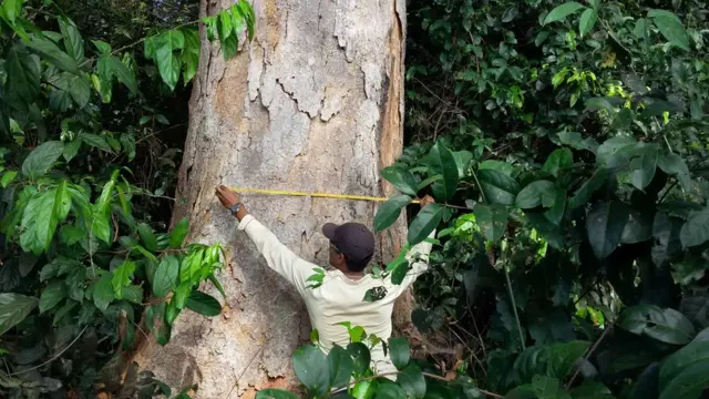 Lebar pohon di hutan Amazon