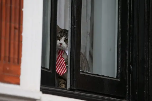 Кот Джеймс в посольстве Эквадора в Лондоне