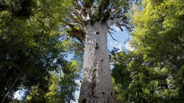 Arvores kauri da Nova Zelandia