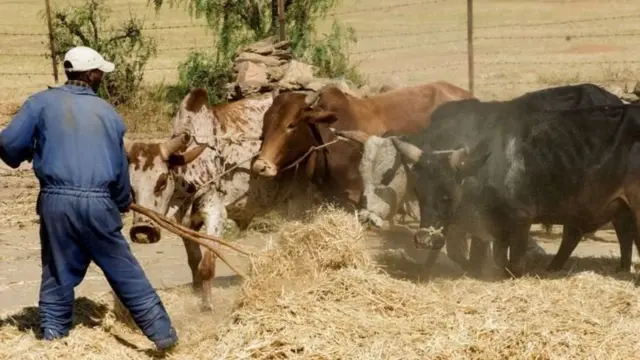 Qonnaan bulaa midhaan dhahataa jiru