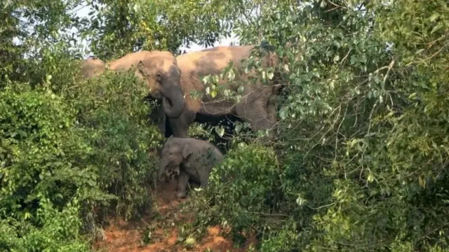 হাতির পাল