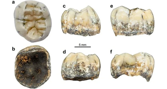 รูปฟอสซิลฟัน ในไฟล์แนบนะคะ เครดิต