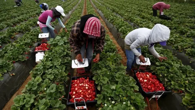 Trabajadores agrícolas.