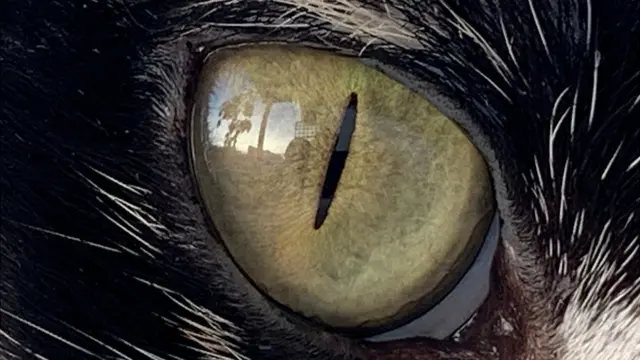 Reflejo en el ojo de una gata