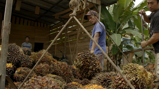 penimbangan buah sawit