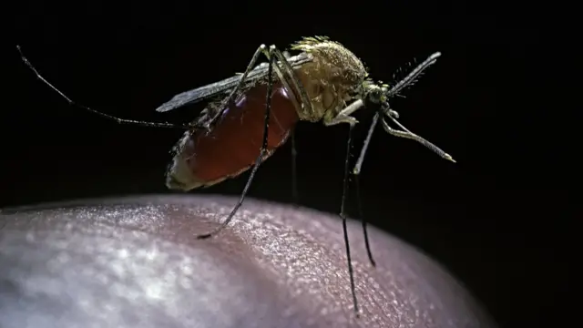 चिकनगुनिया, डास