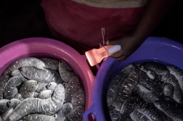 madagaskar, teripang