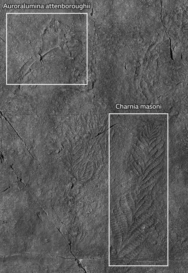 '나란히 나란히': 오로라루미나 애튼버러이(왼쪽)와 양치류같이 생긴 차니아 마소니는 함께 죽었다