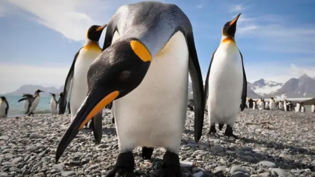 கிங் பென்குயின்