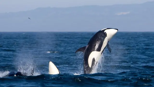 "الحوت القاتل" في المياه الإسكتلندية