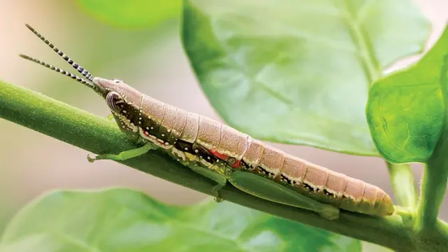 பூச்சிகளை அழிக்காதீர்கள்; நேசியுங்கள்