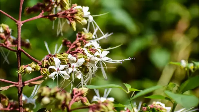 Super shirali eshak, mushuk va kokraklar Porno kastingchi qiz erkaklarning iltimoslarini qabul qiladi
