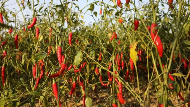 పాడైపోయిన మిరపతోట