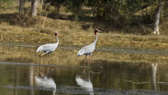 सारस पक्षी पाणथळ जागेजवळ आढळतो