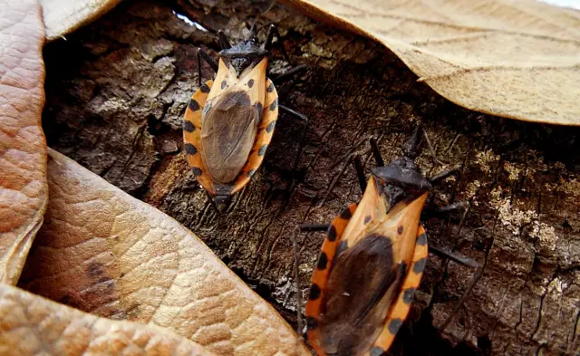 Especie de chinche llamada Triatoma dimidiata