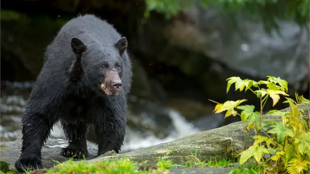 А так американський чорний ведмідь вигладяє не на "селфі"